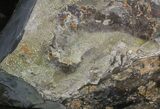 Displayable Craspedodiscus Ammonite - Russia #38828-3